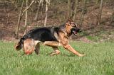BERGER ALLEMAND 1291